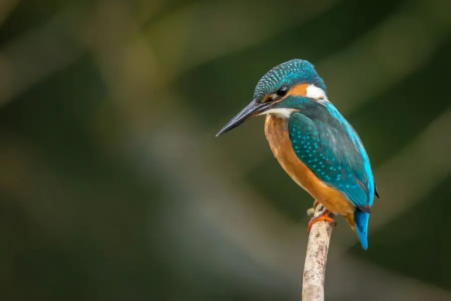 kingfisher