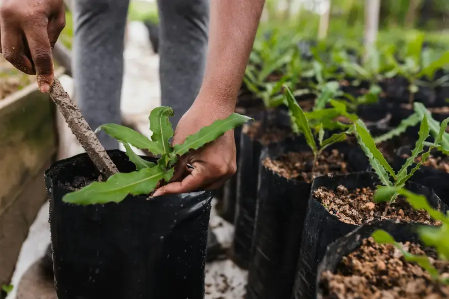 tree-planting